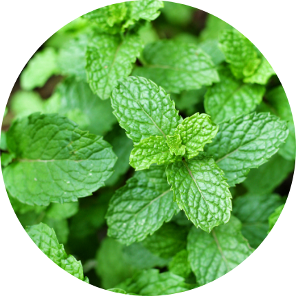 Dizajn bez názvu (10)